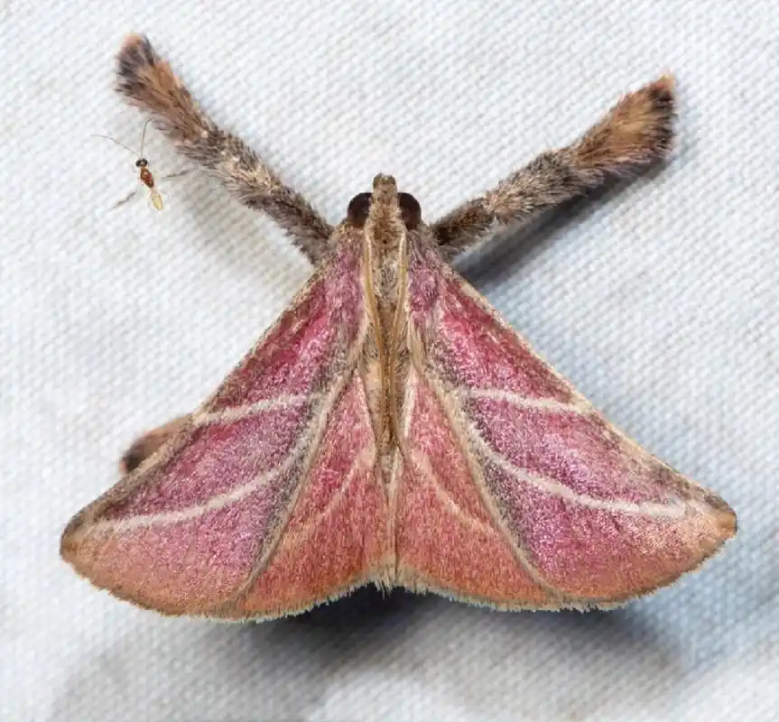 厚足螟蛾 pachypodistes angulata pachypodistes goeldii 螟蛾科.