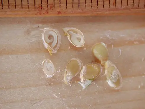 细看番茄种子–分享解剖照片(1)