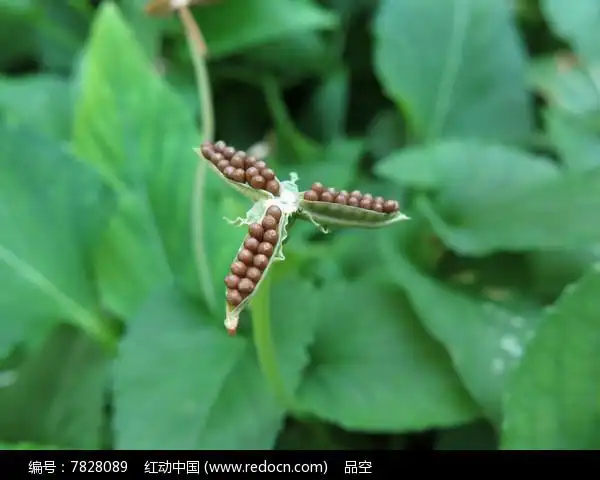 紫花地丁的果实
