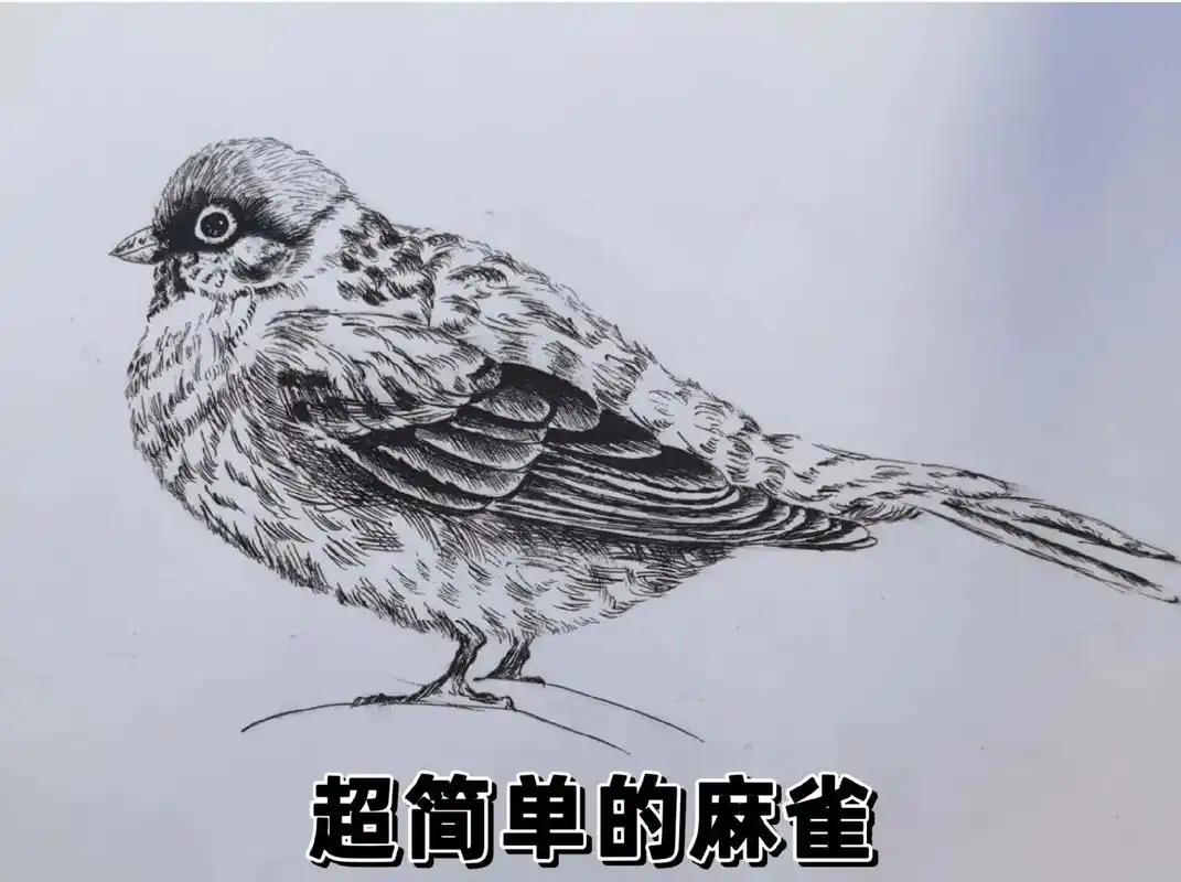 第6集:超简单的麻雀画法.#每日一画 #想画就画 - 抖音