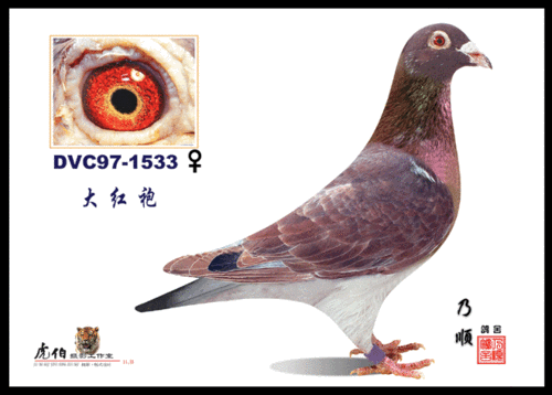 大红袍_相册_大连蓝天信鸽放飞中心 - 赛鸽资讯网