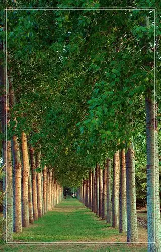 白杨树虽说普通,但是它在我的眼里是不平凡的,我不得不敬佩它的精神.