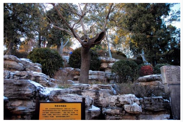 景山,曾被称为"煤山",有罪槐,还架过大炮,一个有故事的公园