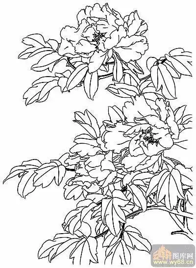 牡丹白描画稿白描图花团锦簇15牡丹雕刻图片