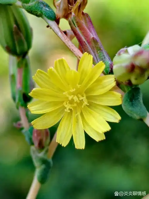 毒莴苣花朵很小,花瓣完全展开,直径才一公分左右! 毒莴苣!