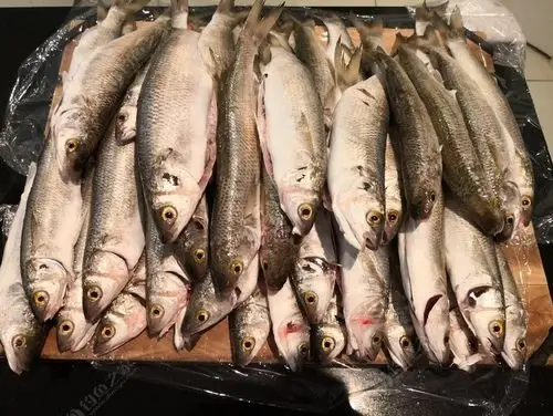 岩钓海鲻鱼,三小时47条,20多公斤.