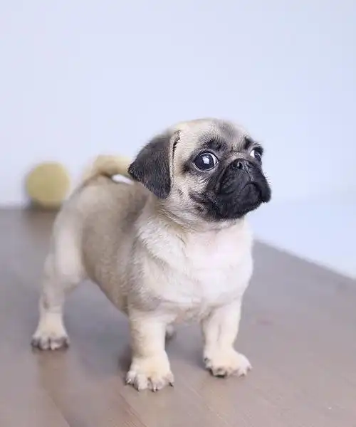 ◤销量冠军◥恭退伍老兵纯种巴哥犬养殖场服务至上质量第一