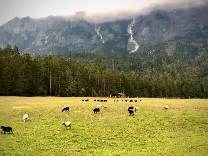 云南丽江玉龙雪山云杉坪