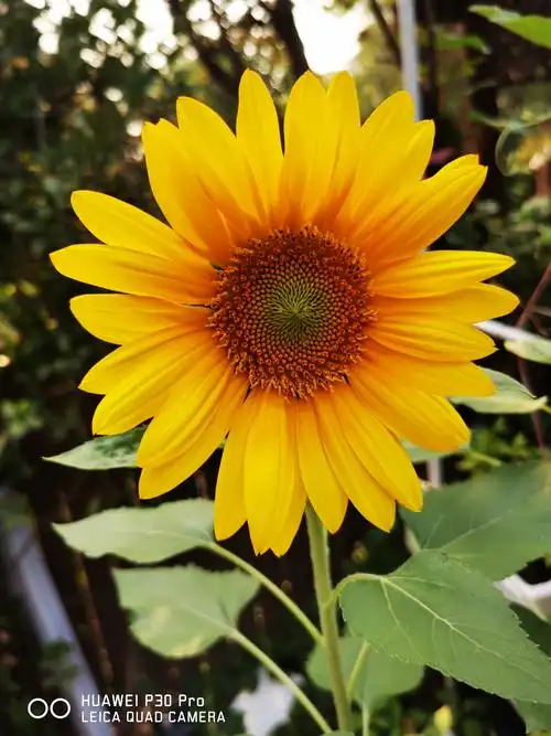 我家的向日葵为何不向太阳?