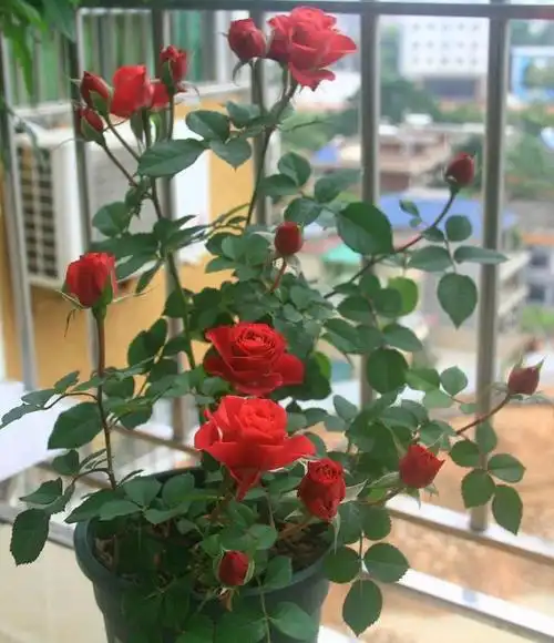 原创盆栽月季日食王阳台不输果汁阳台花开灿烂想养好不难