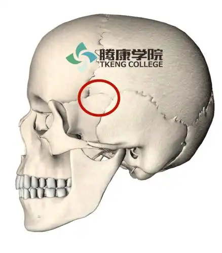 翼点是额骨,顶骨,颞骨和蝶骨4个骨相交处所形成的"h"形骨缝,位于颞窝