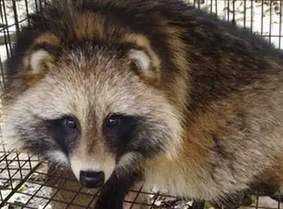 狐狸和貉子有什么区别