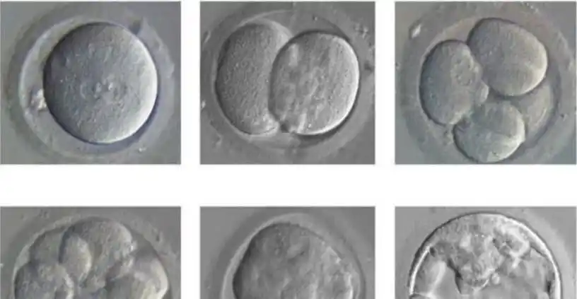 试管婴儿胚胎级别和囊胚等级划分看完这篇文章就懂