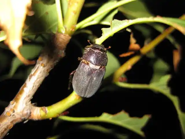 华北大黑鳃金龟