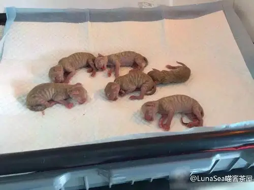 怀孕猫妈妈被车撞死 好心人剖腹救活一窝猫仔(组图)(3/7)