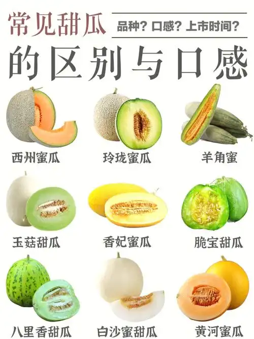 常见甜瓜的区别品种及口感看你吃过几种71