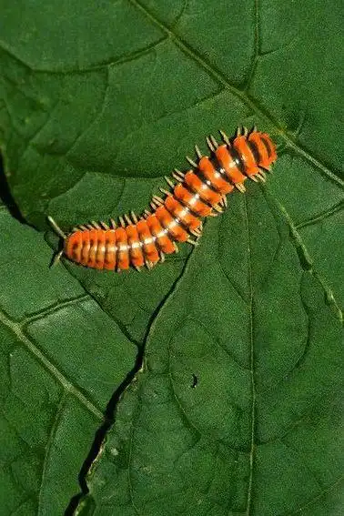 马陆目·马陆总科:马陆