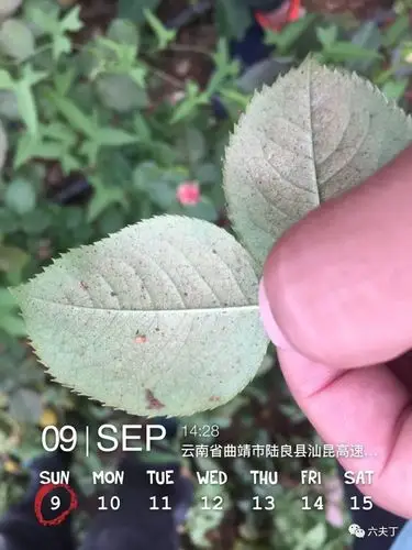 玫瑰花红蜘蛛防治,看这篇就够了