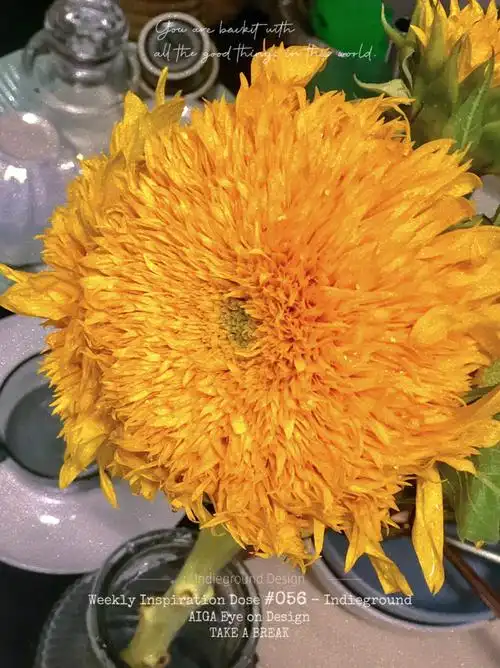 helloteddybed泰迪向日葵菊次郎的夏天