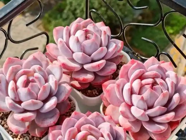 包邮区最适合养的多肉"橙梦露",叶肥色浓,出状态美得真梦幻