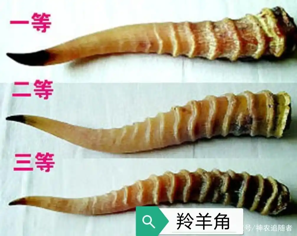 中药古今研究:羚羊角