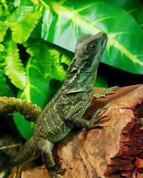 斑帆蜥蜴的饲养教程