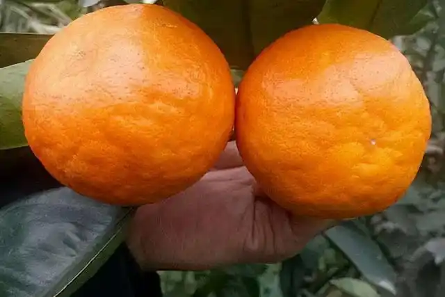 阿斯密柑桔简介及种植前景