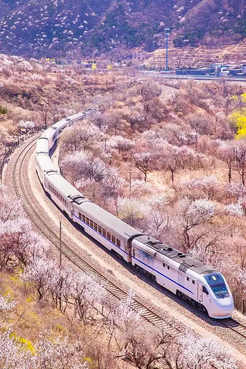 行驶在花海中的小火车图片
