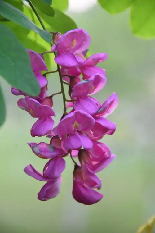 漂亮的红花洋槐19图原创