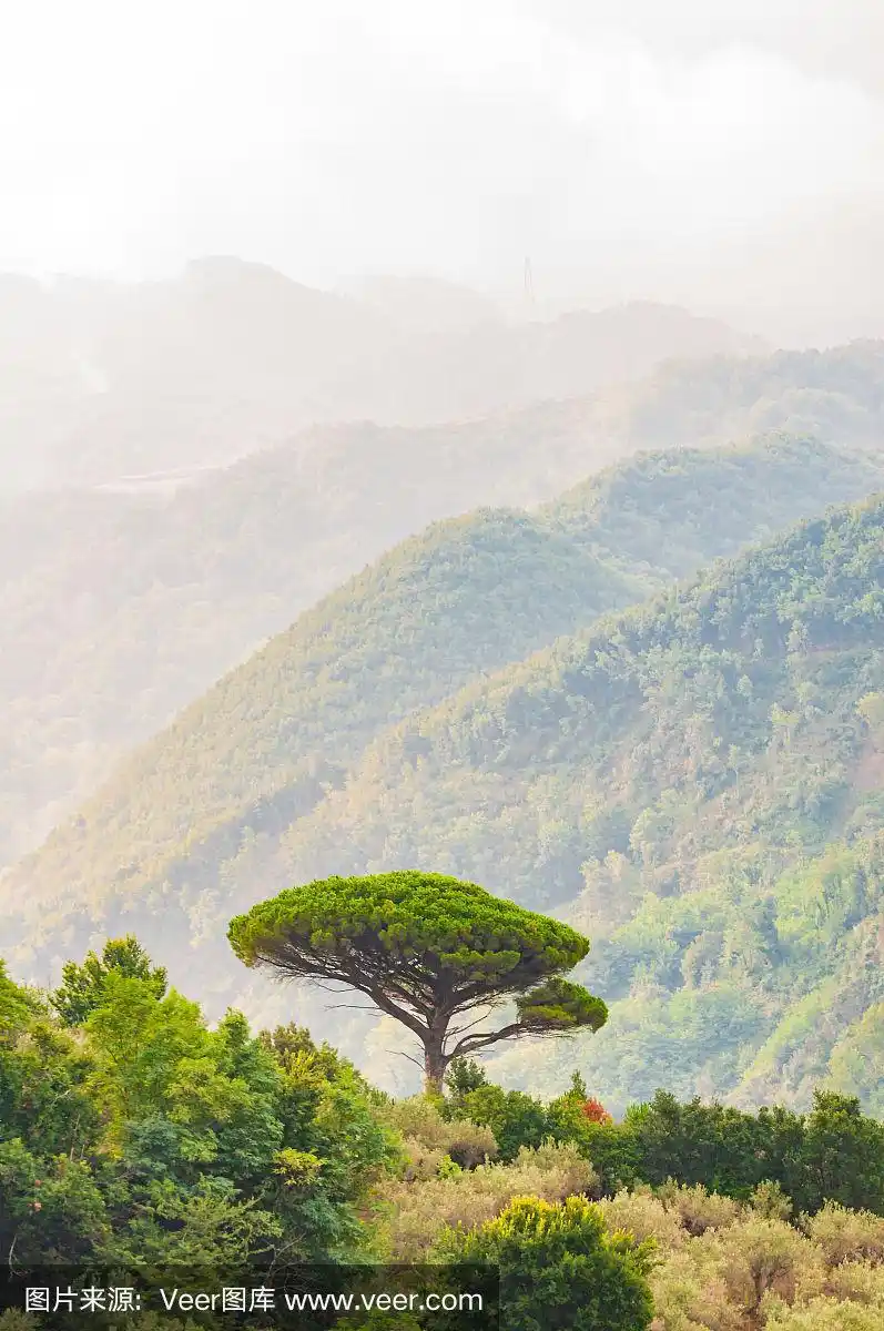 生长在山顶的一棵地中海松树.常青树森林充满了笼罩在雾中的梯度山脉.