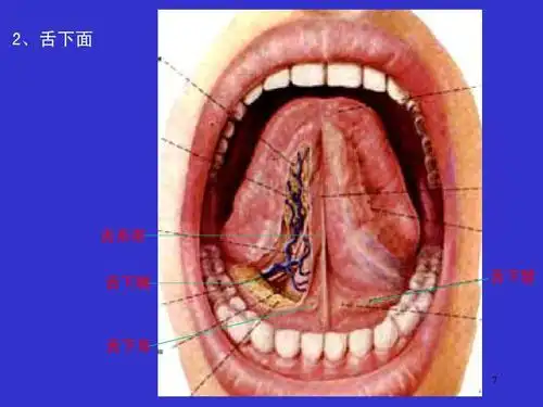 消化系统ppt 安徽医科大学系统解剖学课件 ,下面 舌舌系  带舌襞