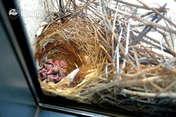 鹊境人居一位书法家与喜鹊的故事