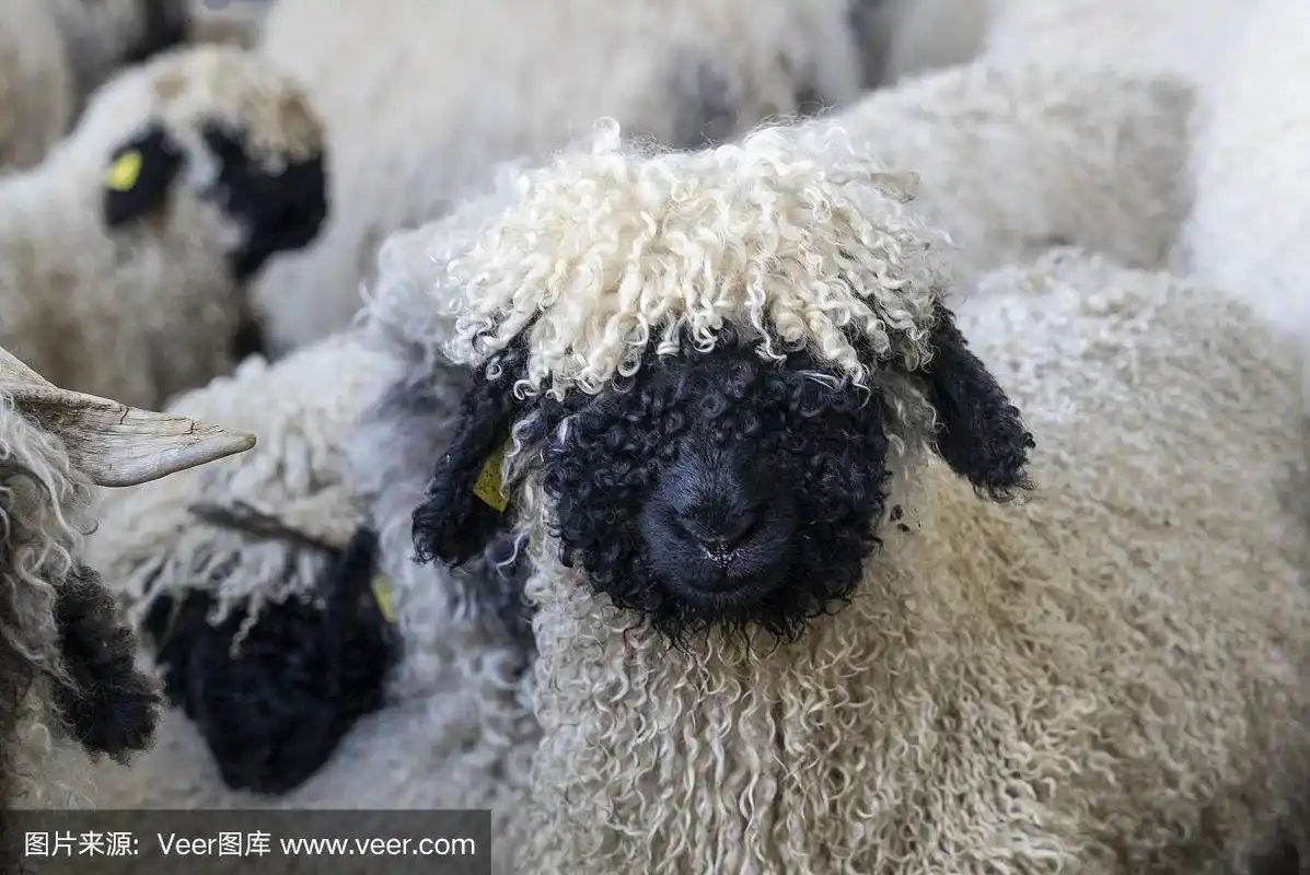 瑞士瓦莱市的黑鼻羊