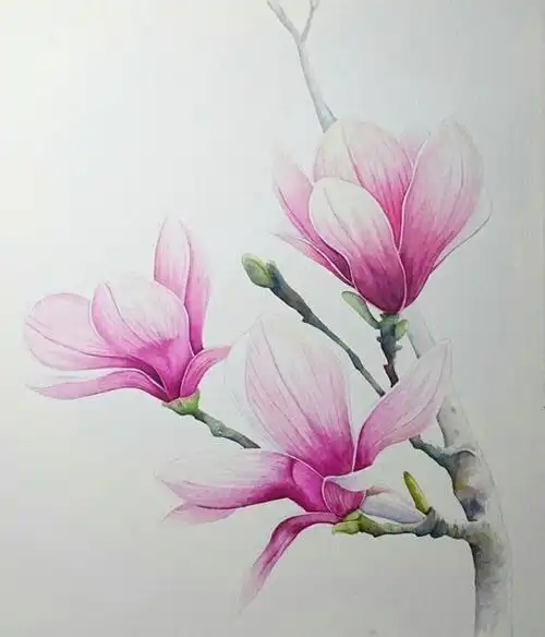 4月6日 | 木兰花 - 绘画 - 主题活动 - 牧艺 | nomad art