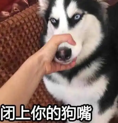 怎么训练狗狗见到陌生人不叫?