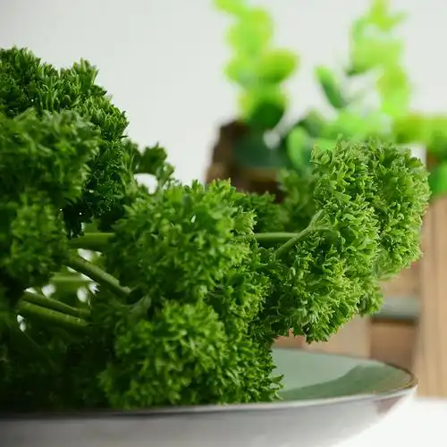 新鲜法国香菜荷兰芹250g 蔬菜香料摆盘装饰配色 江浙沪满69包邮