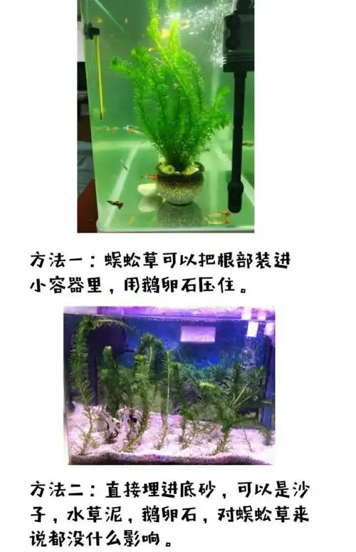 净水植物蜈蚣草鱼缸造景懒人水草冷水真水草耐低温浮萍水蕴草鱼虾