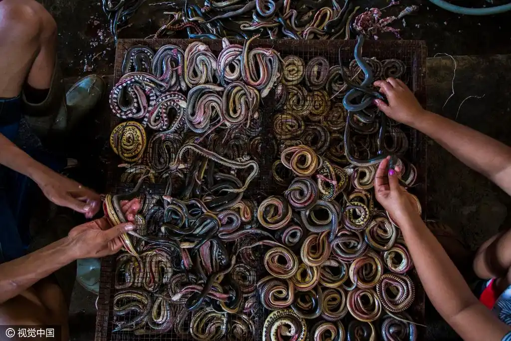 印尼工厂手剥蛇皮现场只为制成奢侈品