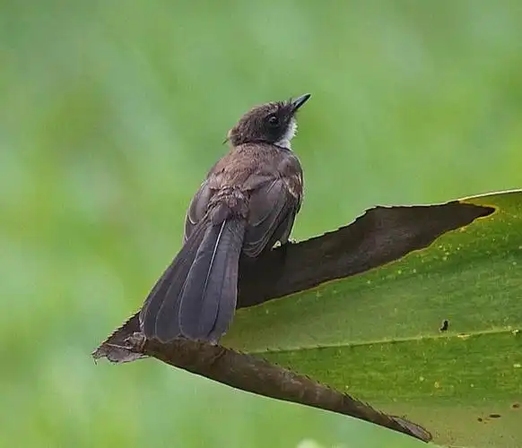 它是在扇尾家庭种鸟类和47种属rhipidura之一.