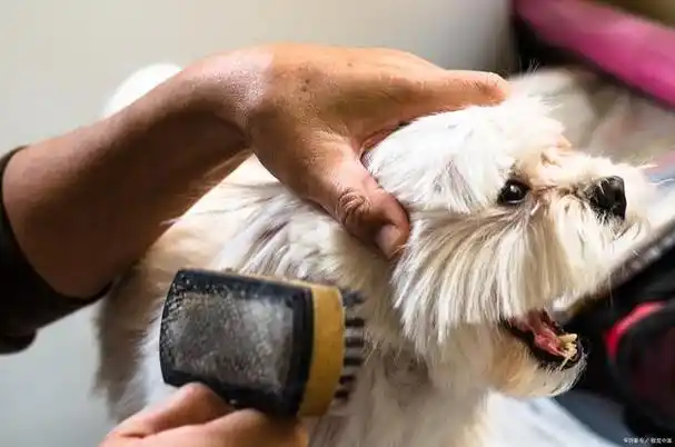 给狗狗梳毛是保持健康和美丽的重要步骤,给狗狗梳毛的正确方法?