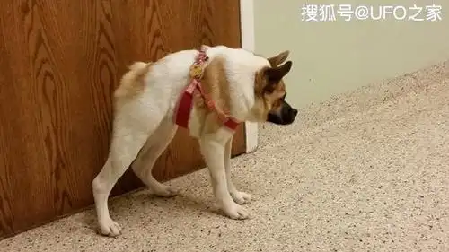 但是其寿命可能会比正常狗短很多