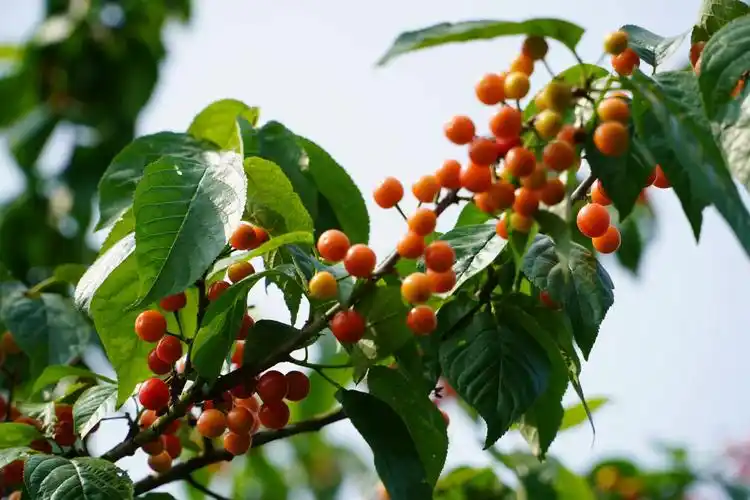 乡村振兴馋人尹家溪镇九家坪村的樱桃熟了