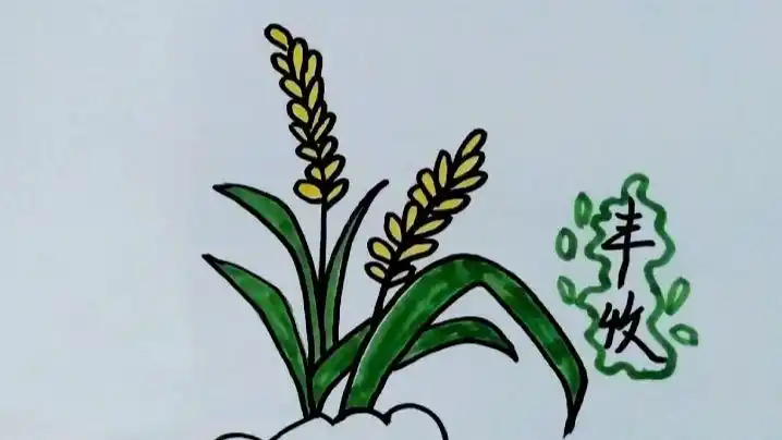 水稻简笔画—粒粒皆辛苦