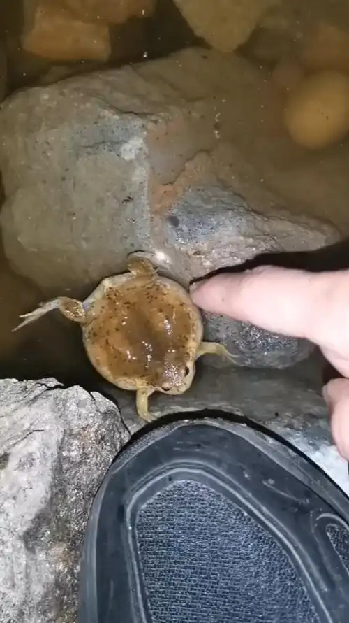 与北方狭口蛙零距离接触,喜欢这只萌萌的小气鼓吗?-度小视