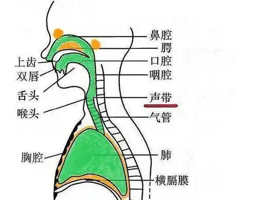 喉咙_共鸣_位置