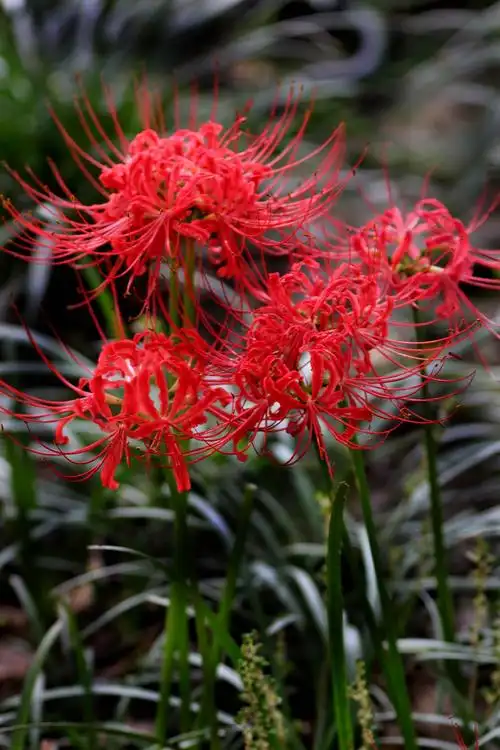 《石蒜花____彼岸花》严焕文图/文.2020.9.17.