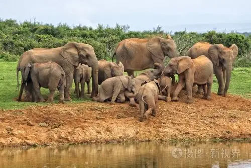 群大象在水坑在阿多大象公园附近
