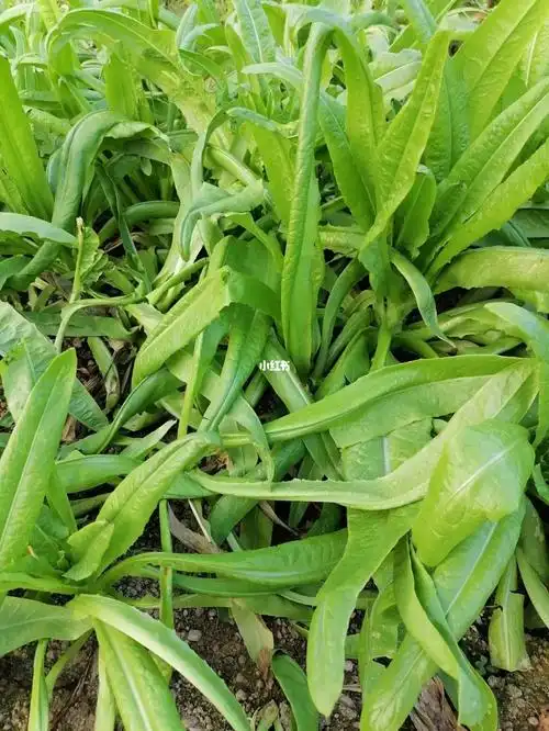 这种油麦菜专吃叶子