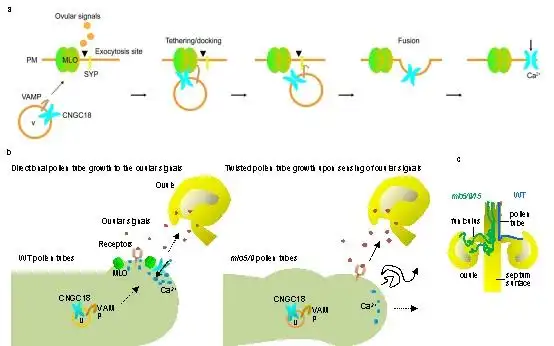 遗传发育所在花粉管导向研究中取得进展