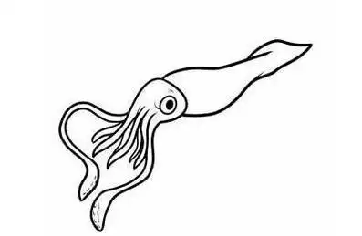 简笔画乌贼的画法